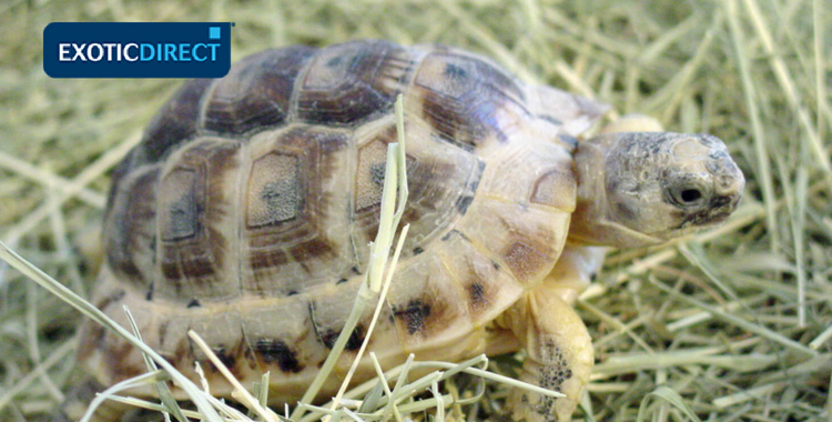 spur-thighed tortoise