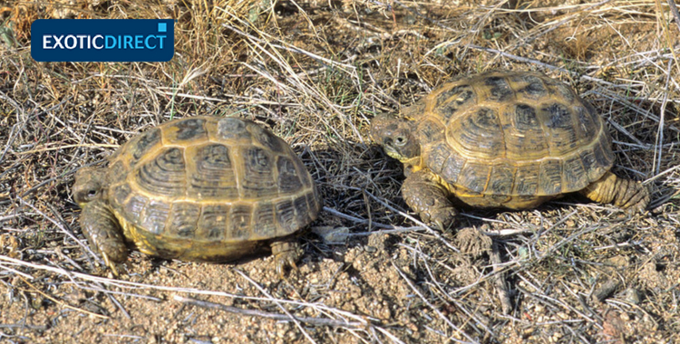 horsefield tortoise