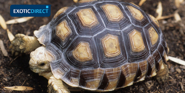 small pet tortoise