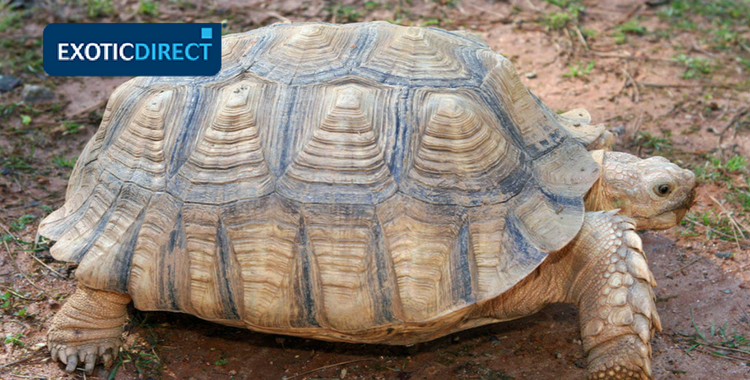 sulcata tortoise