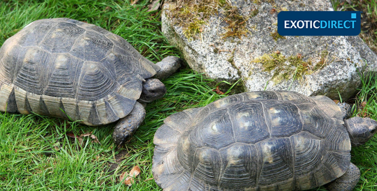 male and female marginated tortoises