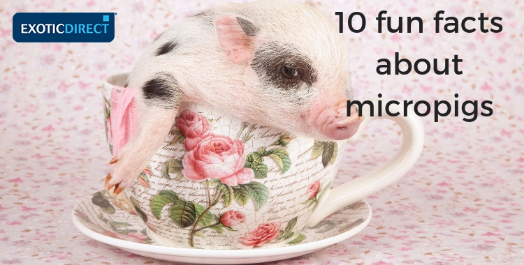 teacup pig in a teacup