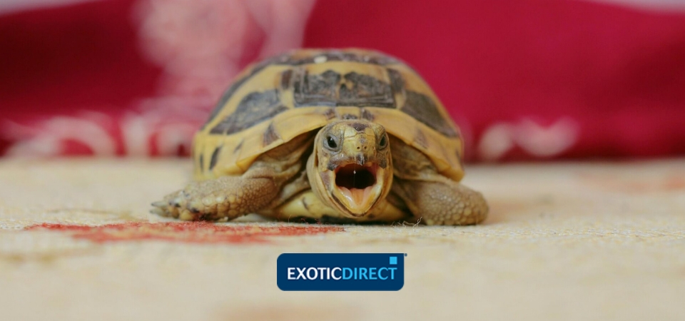 Tortoise Behaviour Exoticdirect