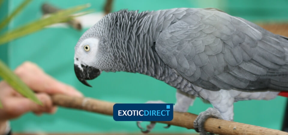 exotic birds and pets