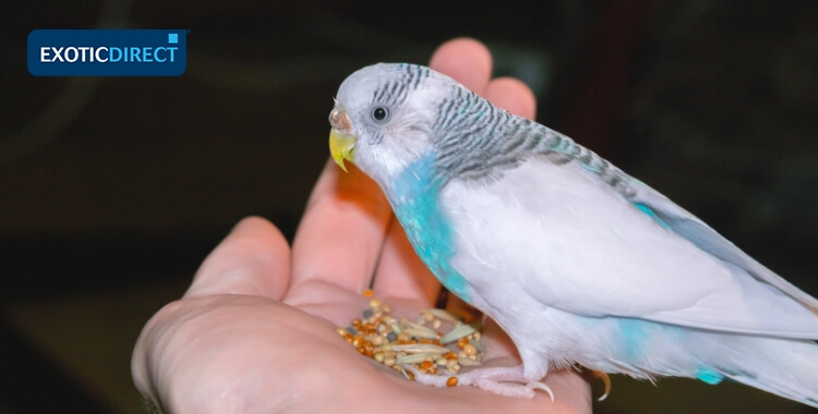 budgie sat on owners hand