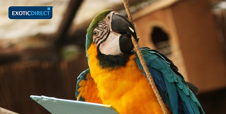 macaw biting a rope