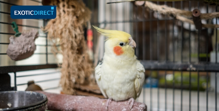 cockatiel in a cage