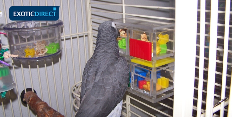 african grey parrot getting toys out of plastic boxes