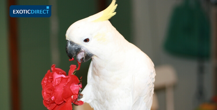 cockatoo eating a flower