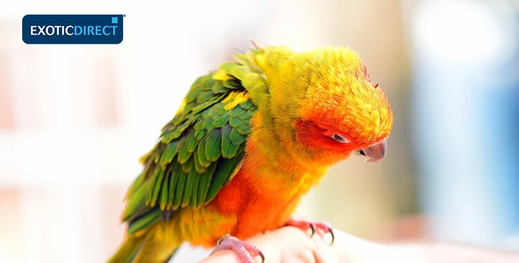 sun conure on someones finger