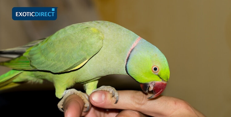 alexandrine parrot on someones finger