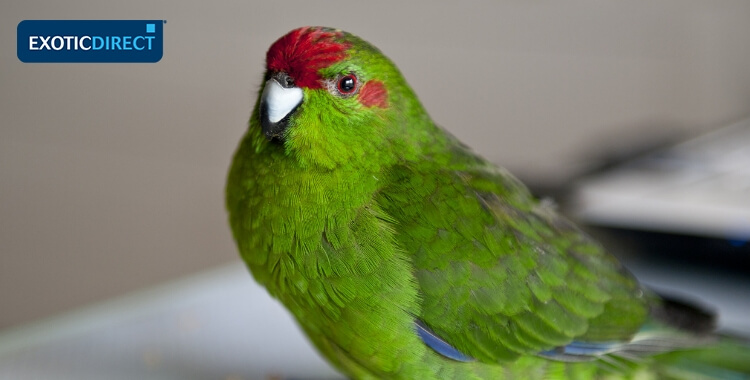 9 Top Green Parrots to Keep as Pets