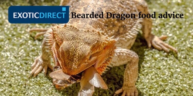 What Do Bearded Dragons Eat The Best Food For Bearded Dragons