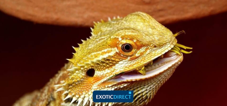 vets that treat bearded dragons near me