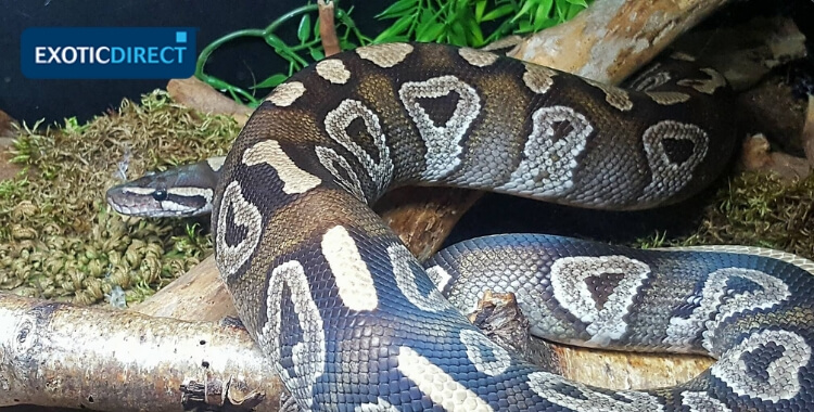 autori serpente, Slash, in vivarium