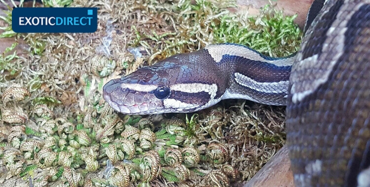 een python in een vivarium