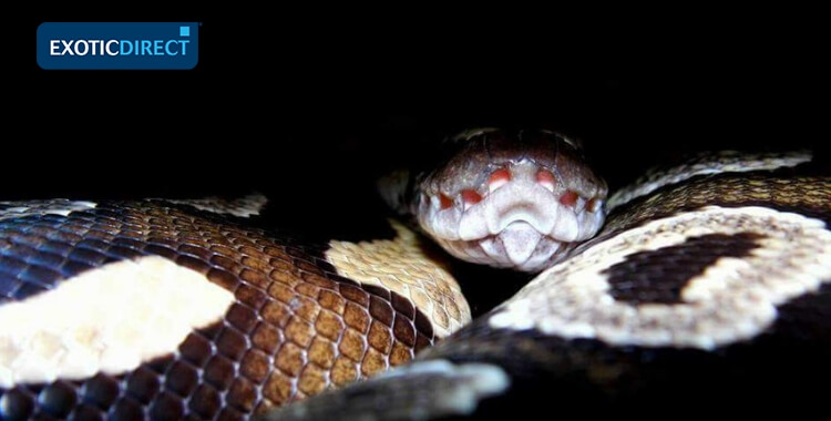 a close up of a royal python