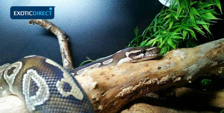 Royal python maying on a log in his vivarium