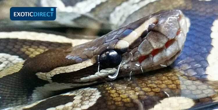 pitone ammollo in una ciotola d'acqua