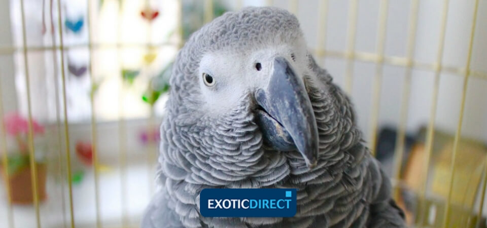 african grey parrot types