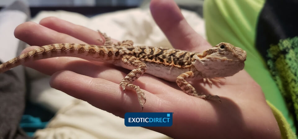 bearded dragons exotic pets