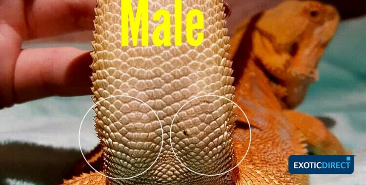 hemipenal bulges of a male Bearded Dragon