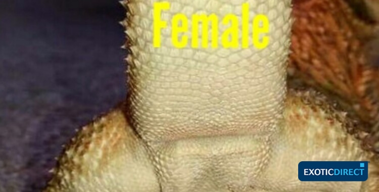 https://res.cloudinary.com/brooks-braithwaite/image/upload/v1543507317/exoticdirect_sexing__your_bearded_dragon__.jpg