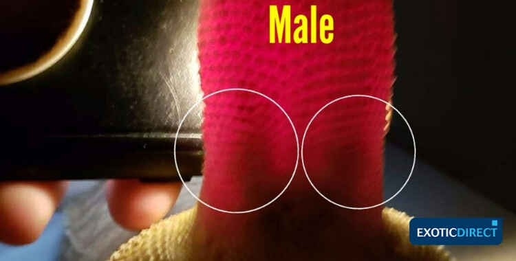 torch light illuminating a male beardie's hemipenal bulges