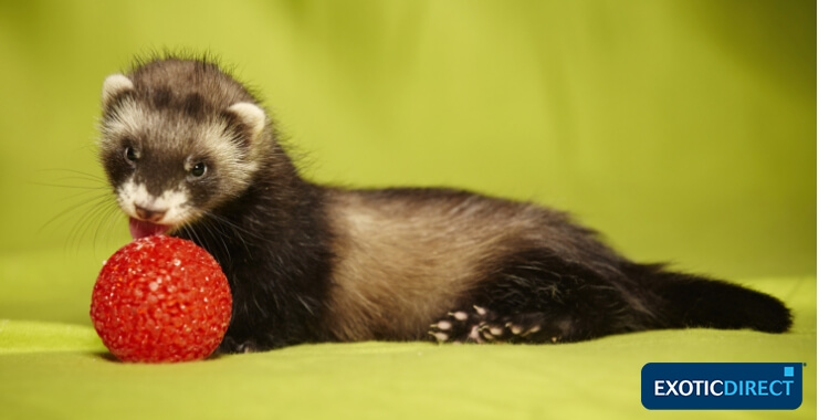 ferret playing with toy ball