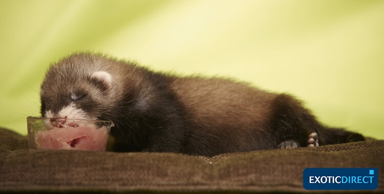 ferret eating meat