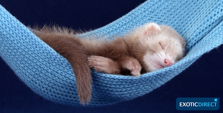 ferret sleeping in a hammock