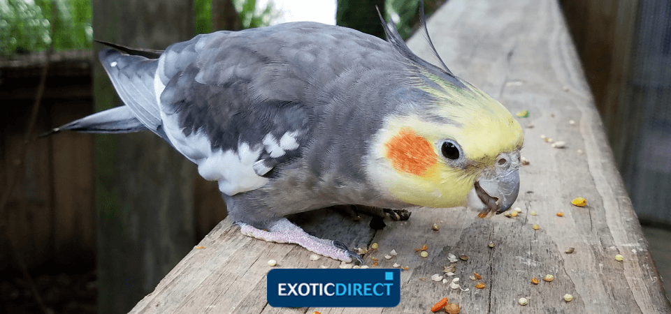 cockatiel feeding