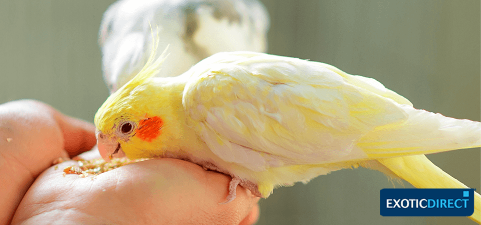 cockatiel eating fruit