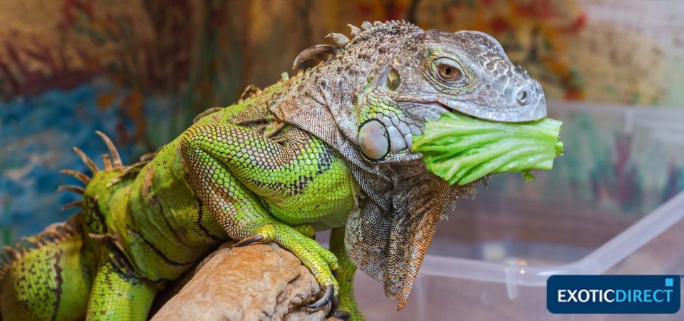 reptiles that eat vegetables