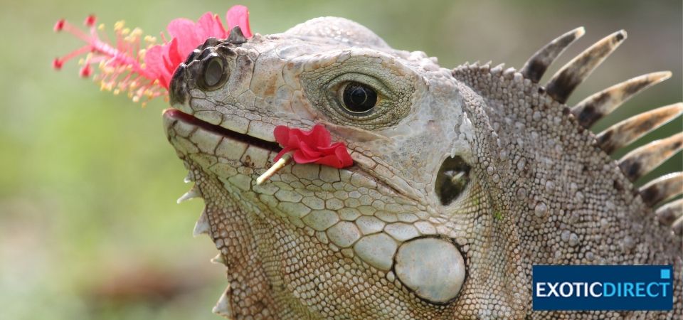 Большинство рептилий. Iguana do Sports.