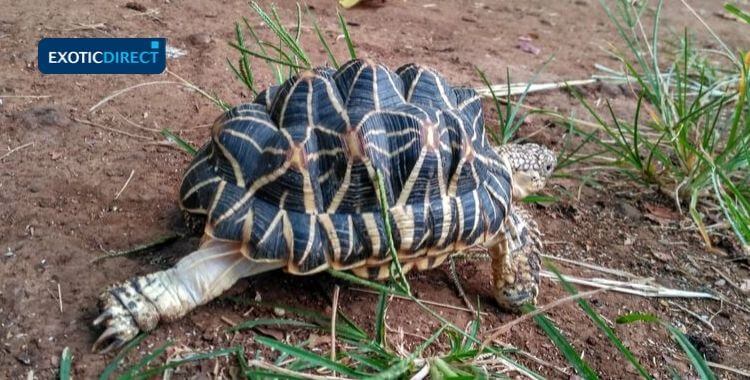 Shell Pyramiding In Tortoises