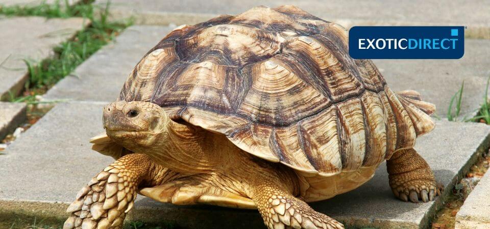 Tortoise shell problems - ExoticDirect