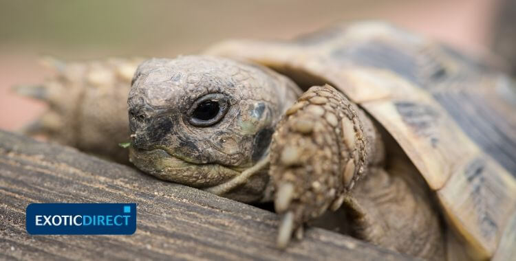 Signs of a Healthy Tortoise