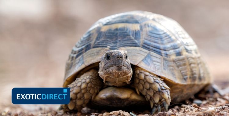 My Tortoise Shell Is Peeling” – Should You Worry?