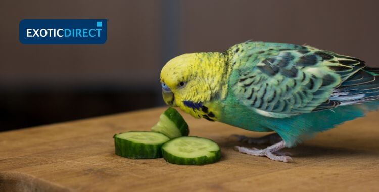 Can budgies eat meat