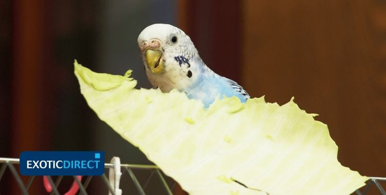 How to use Green Food Budgies parrot