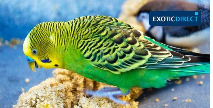 What Can Budgies Eat Exoticdirect