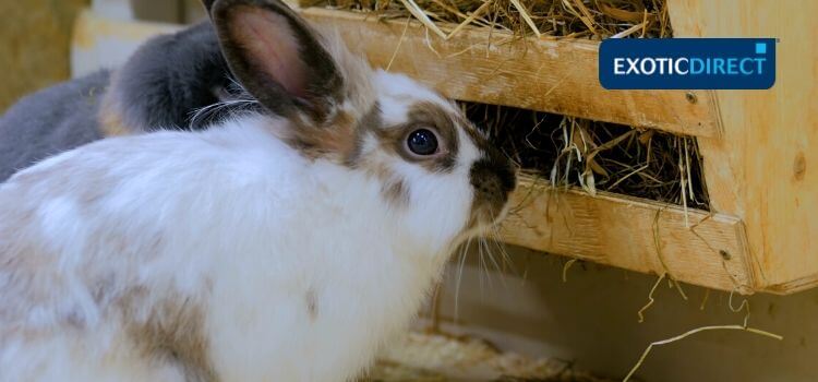 rabbit chewing on plastic bags of ice