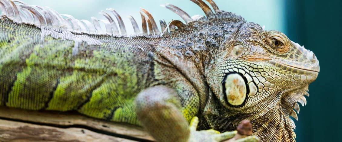 basking light for iguana