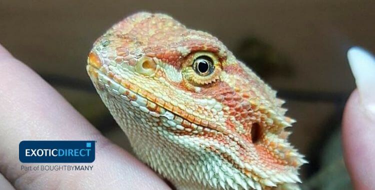 exotic pet lizards