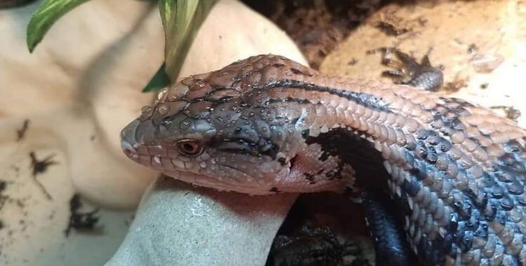 are blue tongue lizards poisonous to dogs if eaten