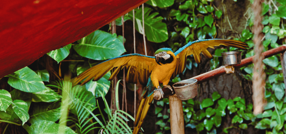 Fatty Liver Disease In Parrots Exoticdirect Fatty Liver Disease In Parrots Exoticdirect