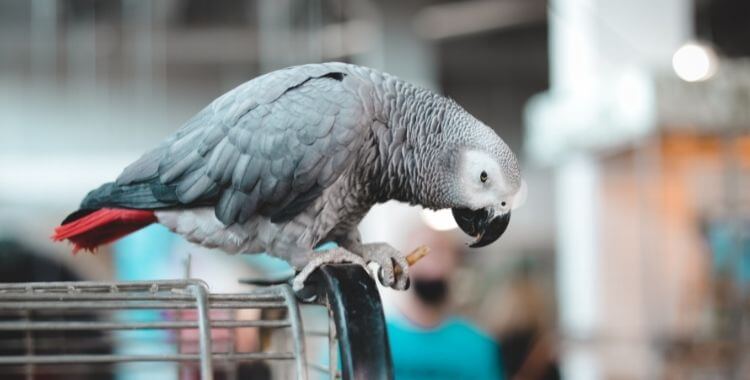 10 Ideas for homemade parrot toys - ExoticDirect