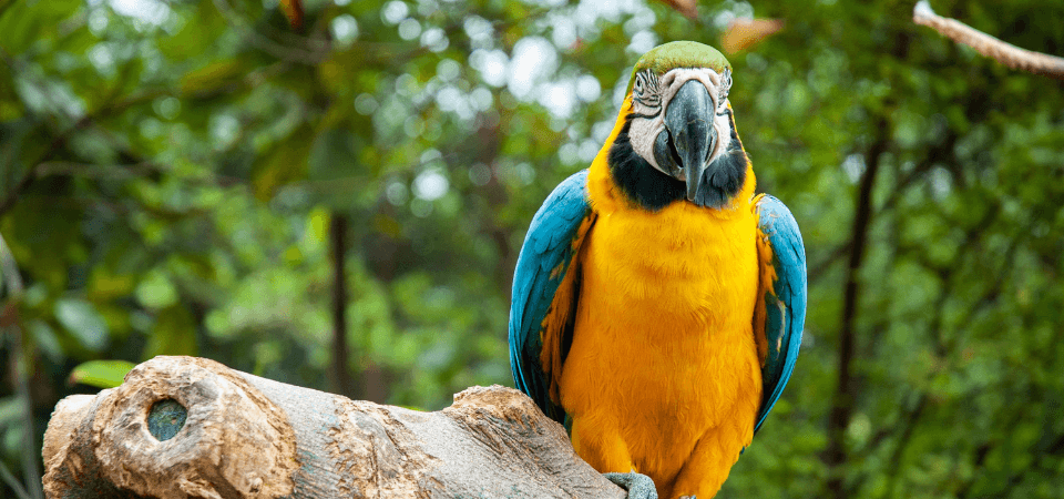 Parrots and Aspergillosis - ExoticDirect