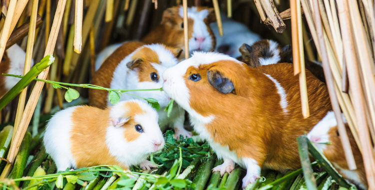 do guinea pigs like dog treats